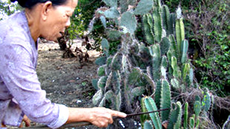 Thiết kế sân vườn, thiết kế sân vườn biệt thự, thiết kế sân vườn đẹp, sân vườn biệt thự, sân vườn sinh thái, biệt thự sinh thái, thiết kế sân vườn tiểu cảnh, thiết kế sân vườn cảnh quan, thiết kế hồ Koi, thiết kế hồ cá Koi, thiết kế hồ cá chép Nhật, thiết kế hồ cá chép rồng, thiết kế vườn treo, thiết kế vườn trên mái, thiết kế vườn nước, thiết kế vườn Nhật, thiết kế vườn khô, thi công sân vườn, thi công sân vườn biệt thự, thi công sân vườn đẹp, thi công sân vườn tiểu cảnh, thiết kế cảnh quan, thiet ke canh quan, thi công sân vườn cảnh quan, thiết kế tiểu cảnh, giếng trời, thiet ke tieu canh, gieng troi,  thi công tiểu cảnh, giếng trời,  thi công cảnh quan, thi công hồ Koi, thi công hồ cá Koi, thi công hồ cá chép Nhật, thi công vườn treo, thi công vườn trên mái, thi công vườn Nhật